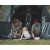 Easy Camp Skarvan 6 Familienzelt